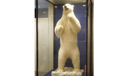 「ホッキョクグマの剥製（はくせい）」を国立極地研究所に寄贈